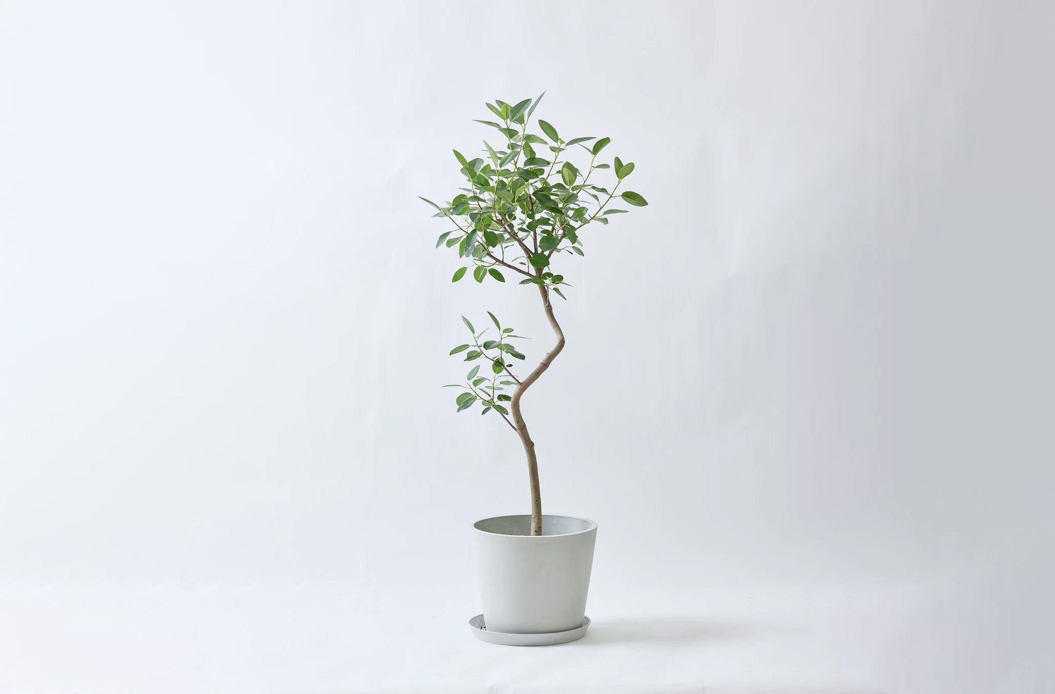 フランスゴムの木 10号 | 観葉植物の通販 AND PLANTS (アンドプランツ)