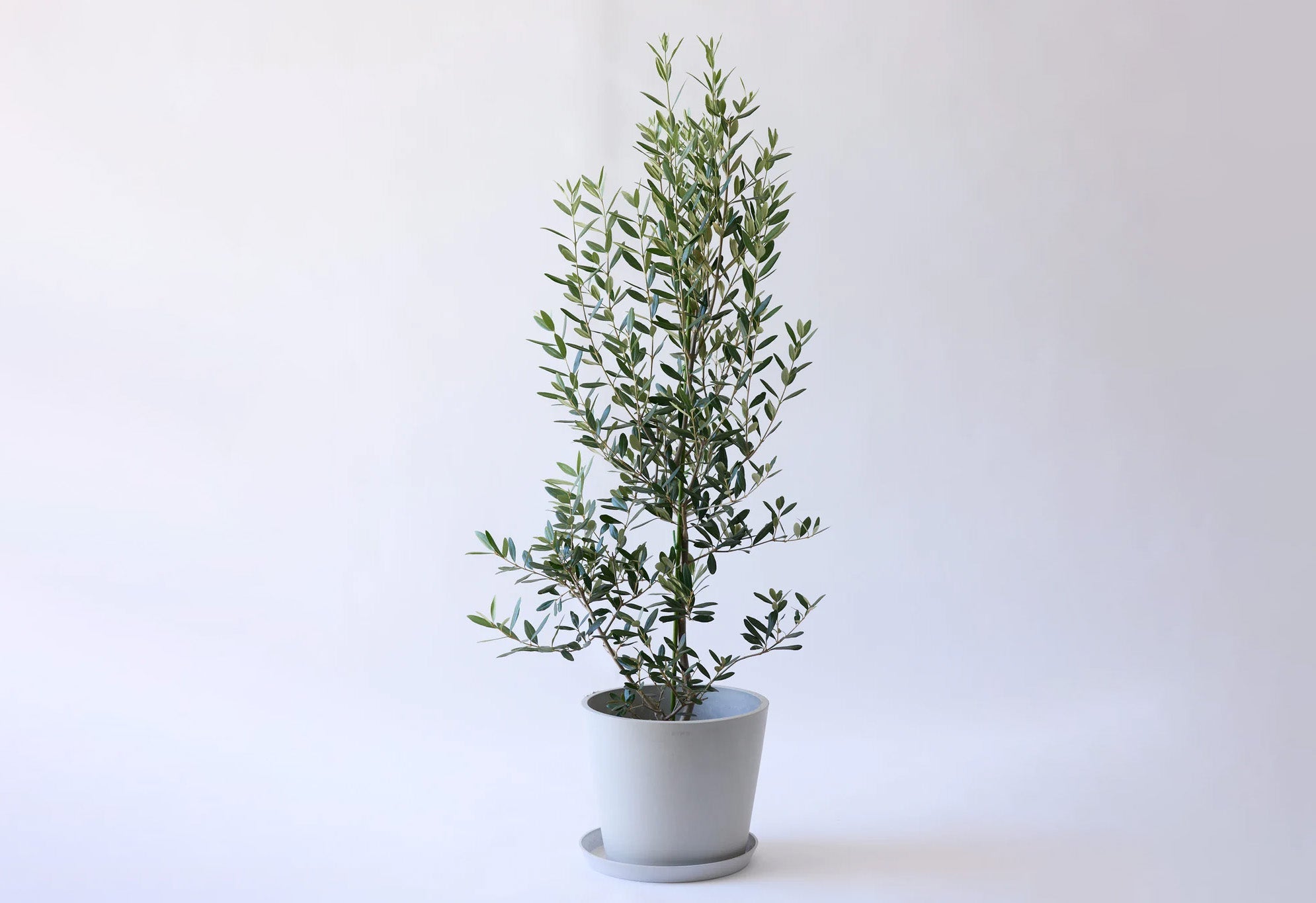 オリーブ・ひなかぜ 10号 | 観葉植物の通販 AND PLANTS (アンドプランツ)