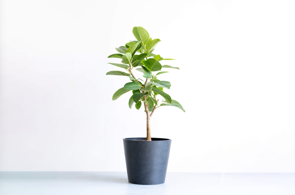 フィカス・アルテシマ 10号 | 観葉植物の通販 AND PLANTS (アンドプランツ) フィカス・アルテシマ 10号 | 観葉植物の通販 AND PLANTS (アンドプランツ)