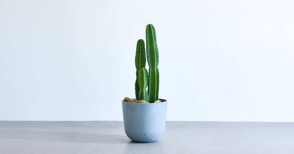 柱サボテン 12号