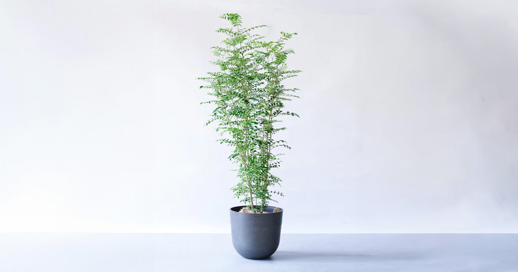 シマトネリコ 15号 | 観葉植物の通販 AND PLANTS (アンドプランツ)