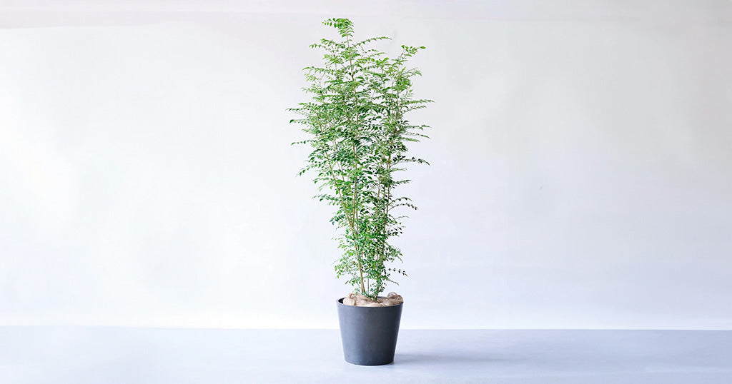 シマトネリコ 13号 | 観葉植物の通販 AND PLANTS (アンドプランツ)
