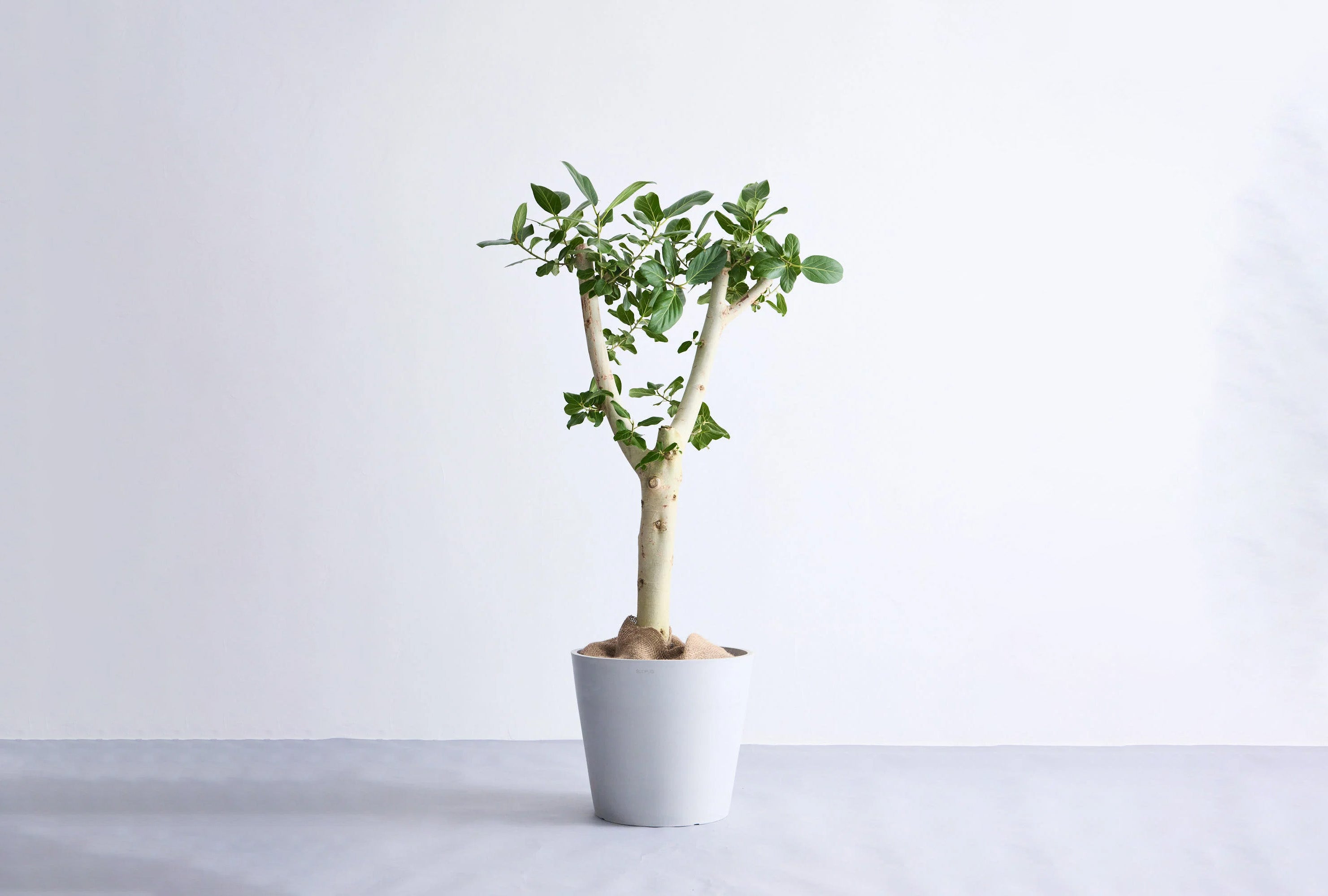 フィカス・ベンガレンシス 13号 | 観葉植物の通販 AND PLANTS (アンド