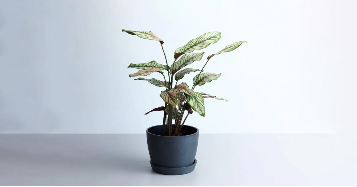 カラテア・ホワイトスター 5号 | 観葉植物の通販 AND PLANTS (アンド