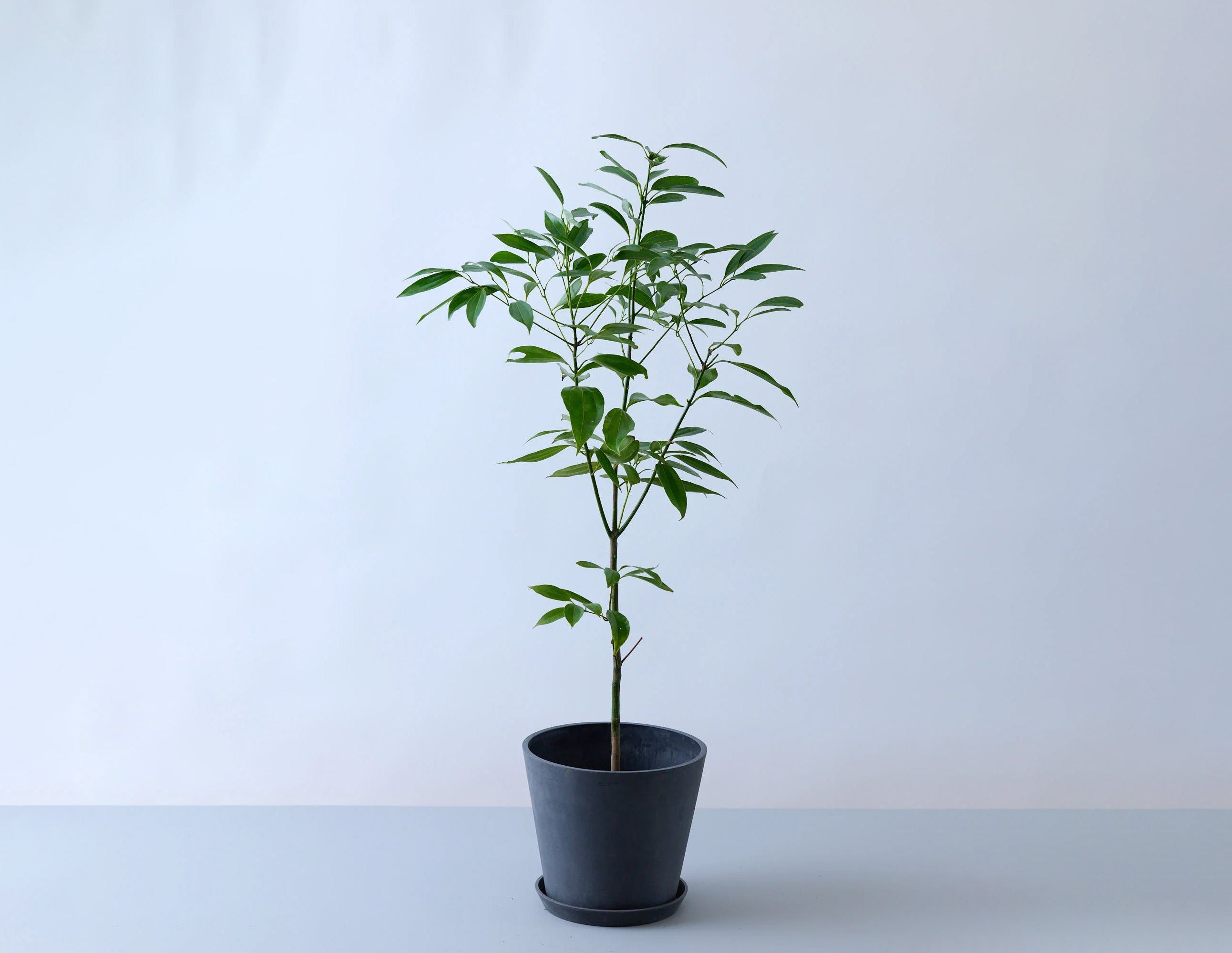 シナモン 8号 | 観葉植物の通販 AND PLANTS (アンドプランツ)
