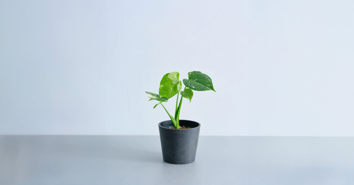 モンステラ 4号 | 観葉植物の通販 AND PLANTS (アンドプランツ)