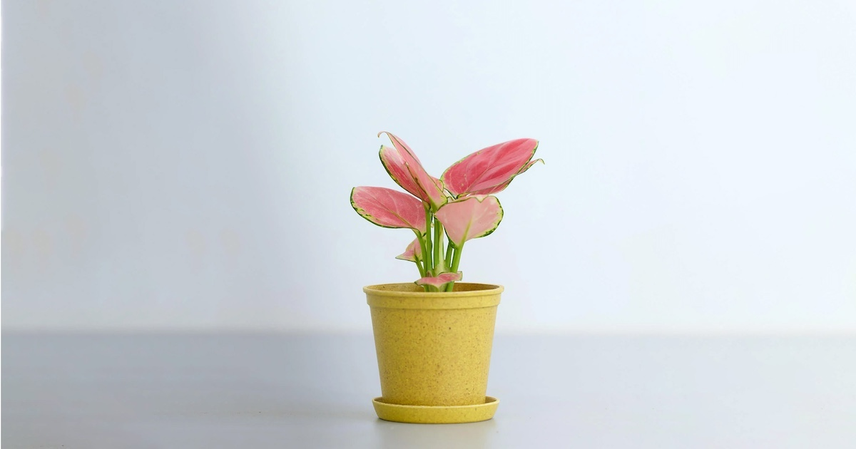 アグラオネマ 2号 | 観葉植物の通販 AND PLANTS (アンドプランツ) アグラオネマ 2号 | 観葉植物の通販 AND PLANTS (アンドプランツ)