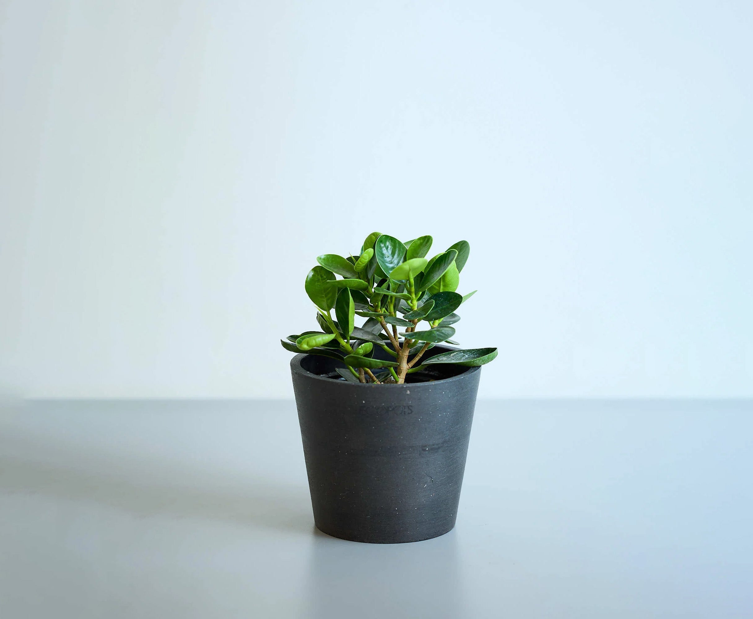 パンダガジュマル 3号 | 観葉植物の通販 AND PLANTS (アンドプランツ)