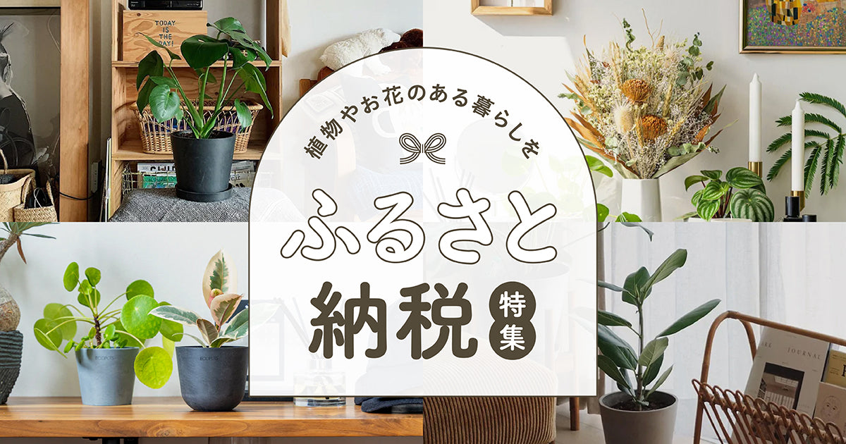 アンドプランツのふるさと納税 | 観葉植物・お花の通販 AND PLANTS (アンドプランツ)