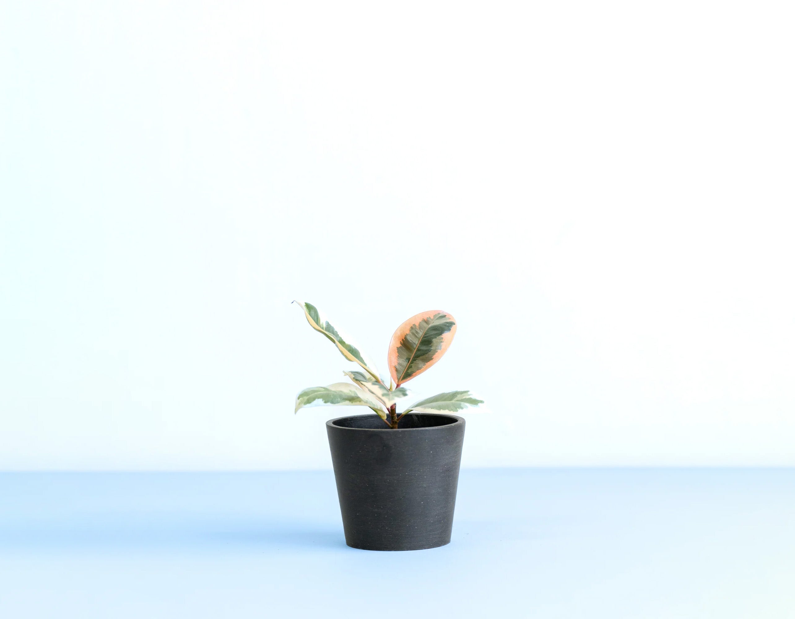 フィカス　SP スパークル　３号 フィカス 3号 | 観葉植物の通販 AND PLANTS (アンドプランツ)