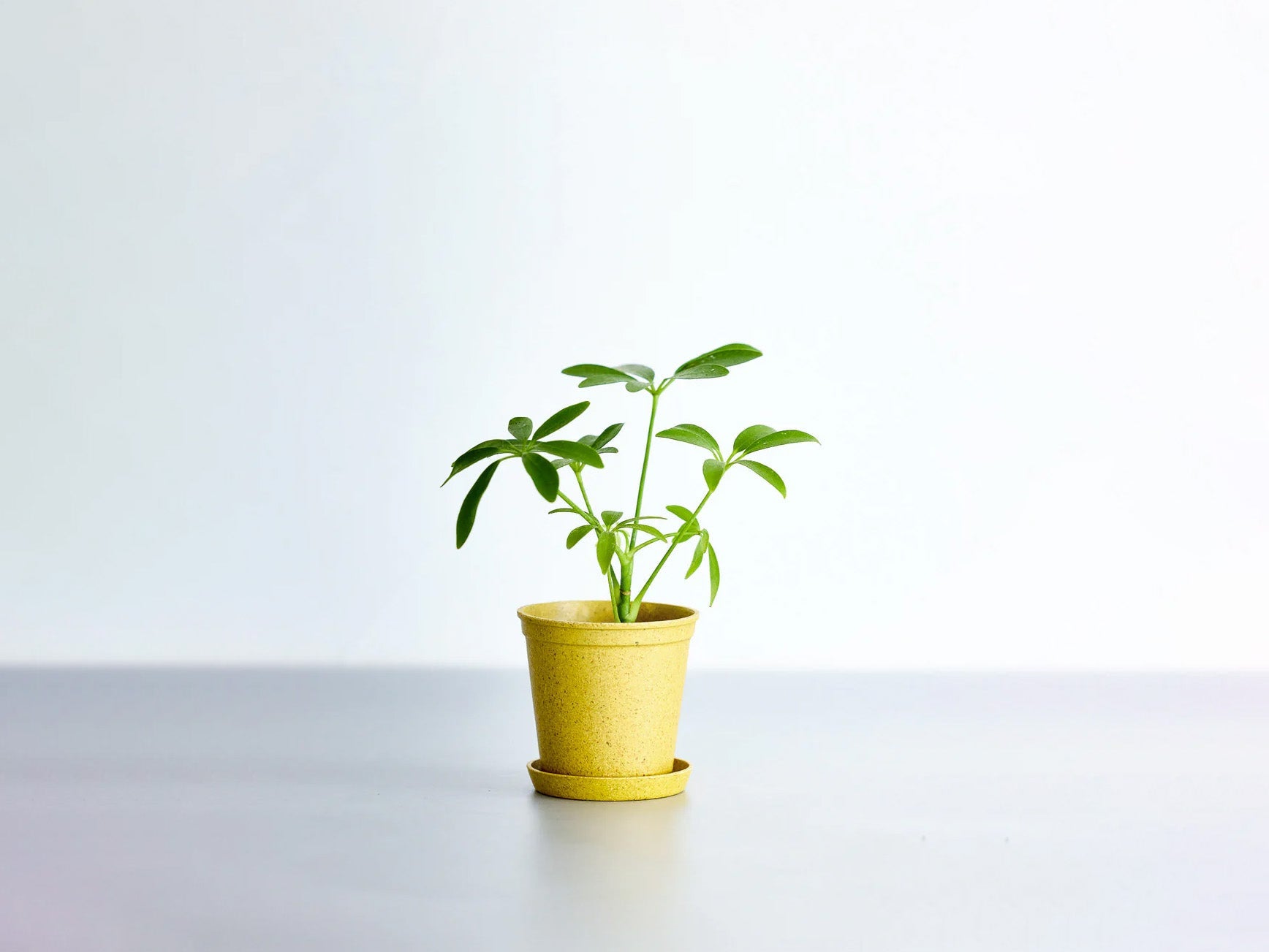 シェフレラ 2号 | 観葉植物の通販 AND PLANTS (アンドプランツ)