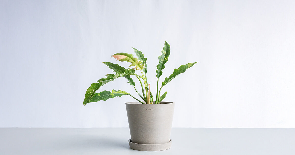 フィロデンドロン・リングオブファイヤー