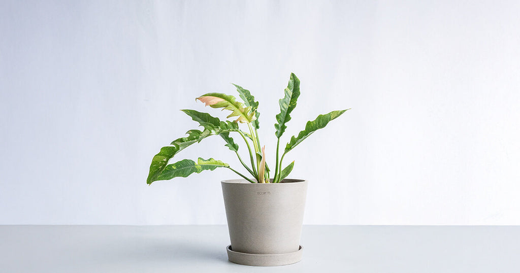 フィロデンドロン・リングオブファイヤー