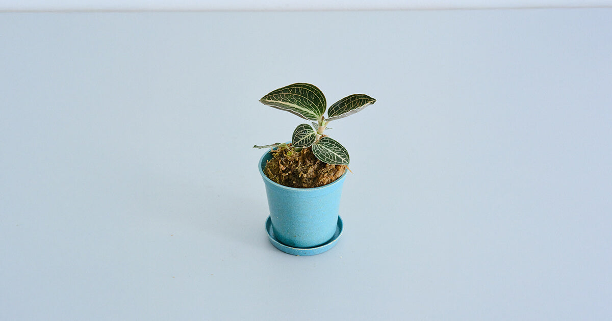 ジュエルオーキッド（アネクトキルス ロクスバーギー ローズゴールド）