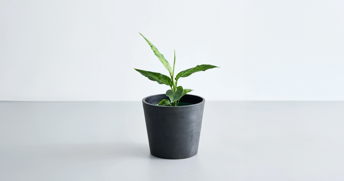 アグラオネマ 2号 | 観葉植物の通販 AND PLANTS (アンドプランツ) アグラオネマ 2号 | 観葉植物の通販 AND PLANTS (アンドプランツ)