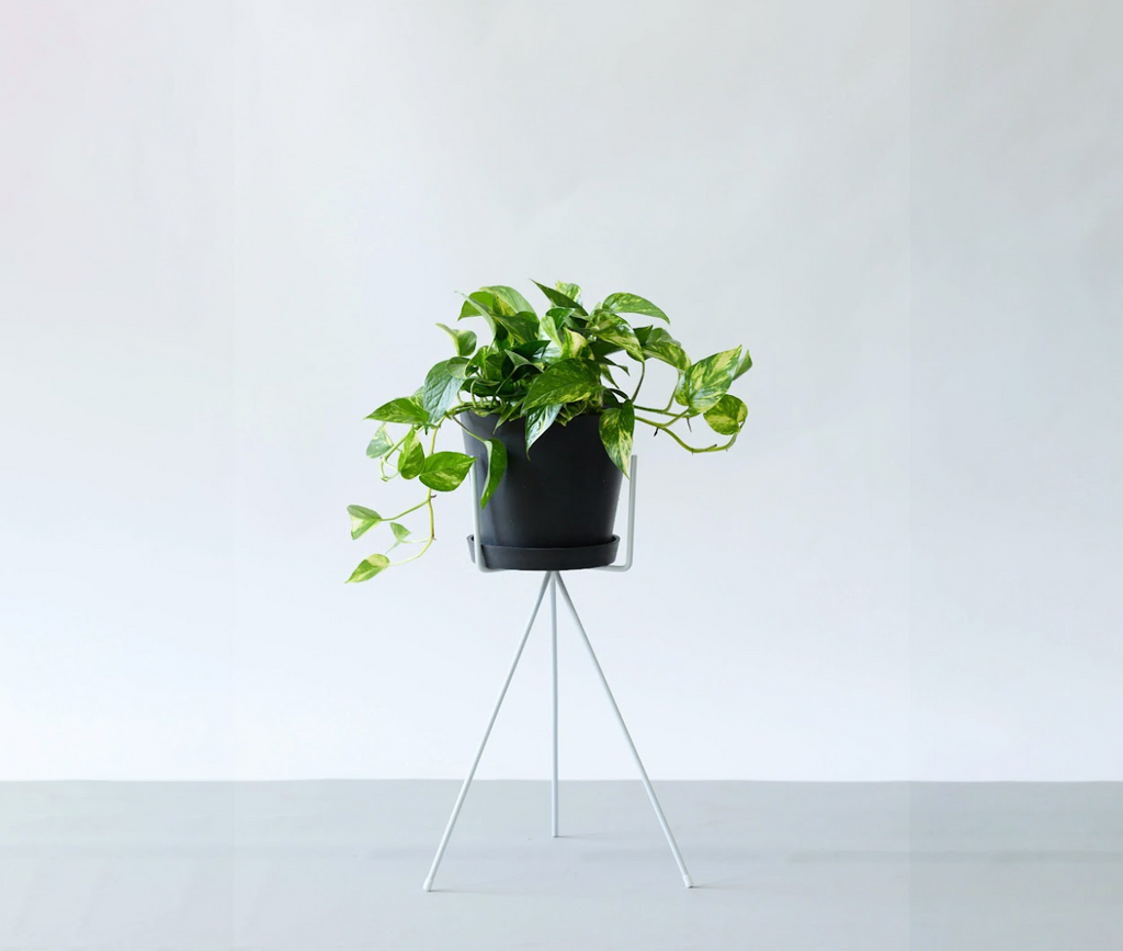 ポトス・ゴールデン 6号