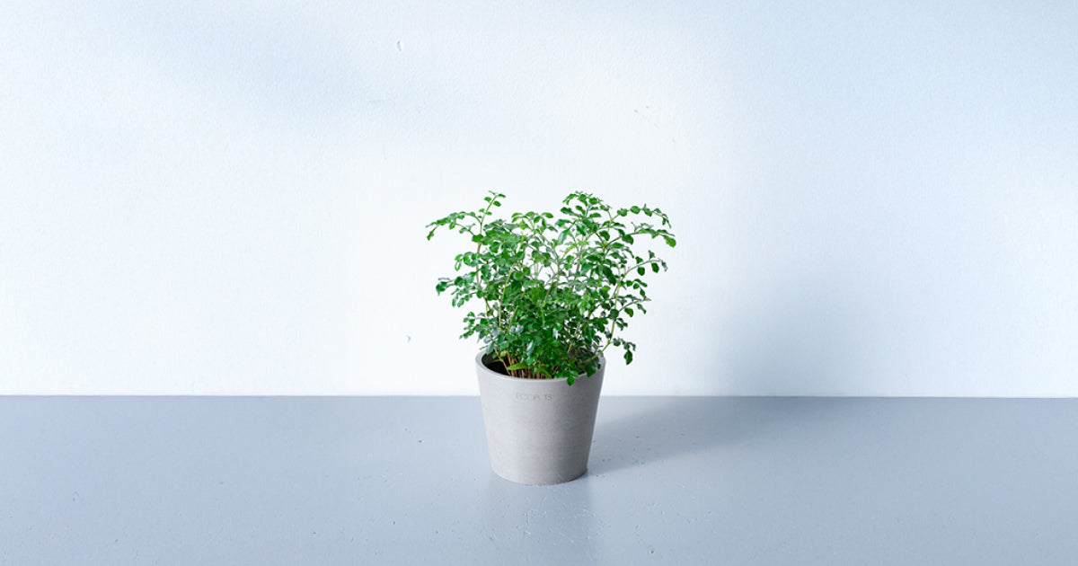 シンメトリカ 鉢3号サイズ 美株 シマトネリコ 3号 | 観葉植物の通販 AND PLANTS (アンドプランツ)