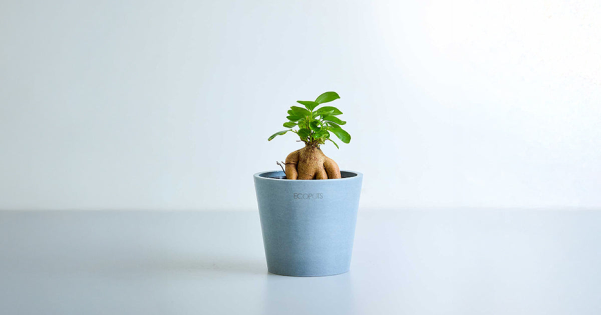 ガジュマル 3号 | 観葉植物の通販 AND PLANTS (アンドプランツ)