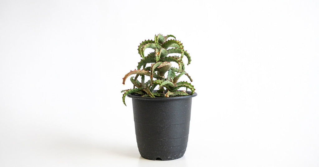 アロエ・カスティロニアエ