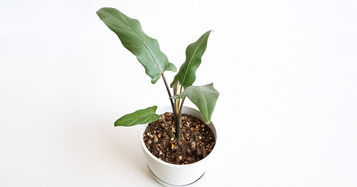 アロカシア・ラウテルバキアナ | 観葉植物の通販 AND PLANTS (アンド