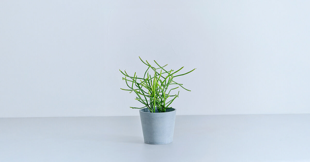 ミルクブッシュ