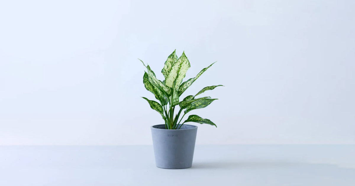 アグラオネマ 4号 | 観葉植物の通販 AND PLANTS (アンドプランツ)