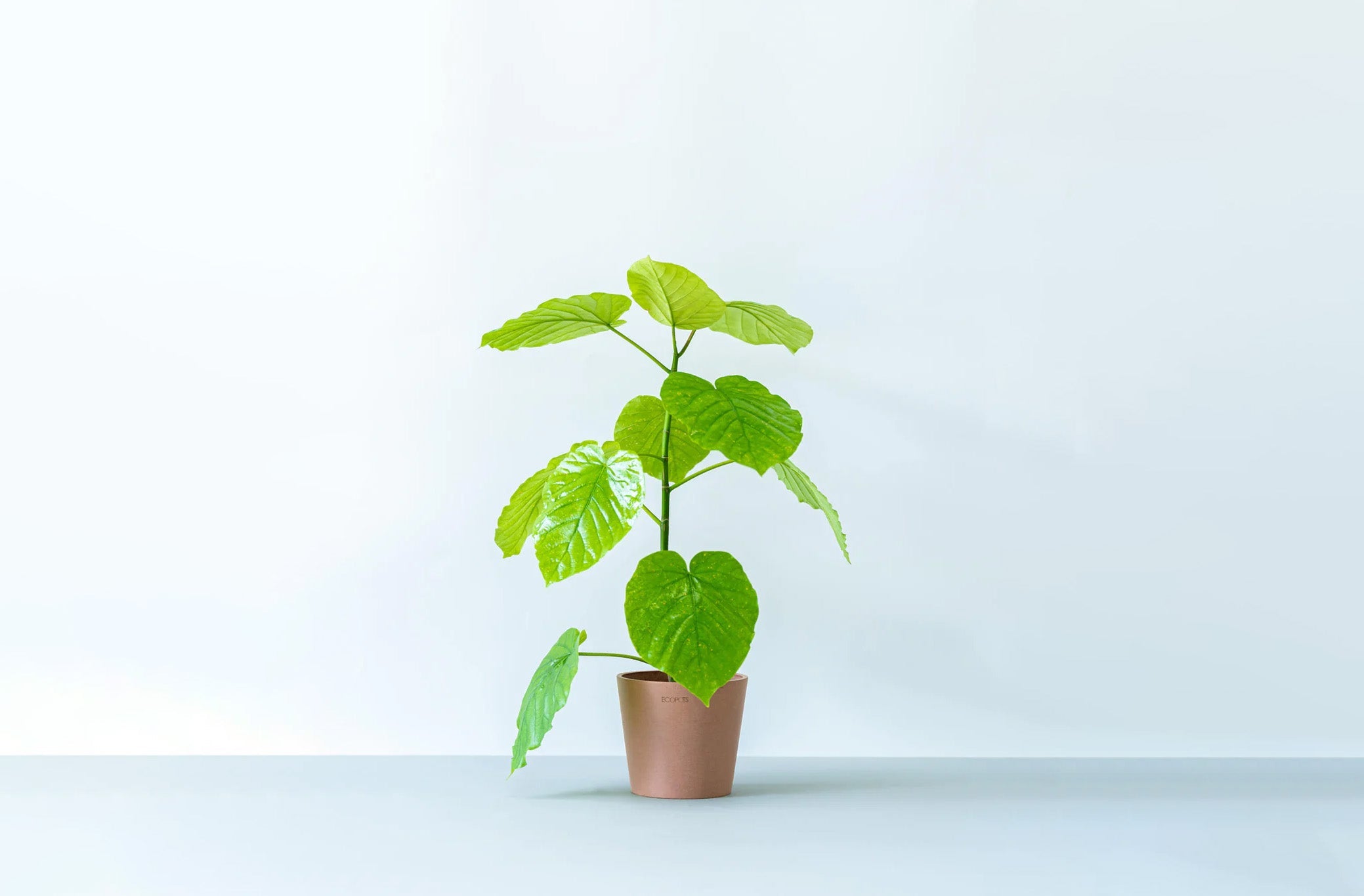 フィカス・ウンベラータ 4号 | 観葉植物の通販 AND PLANTS (アンド