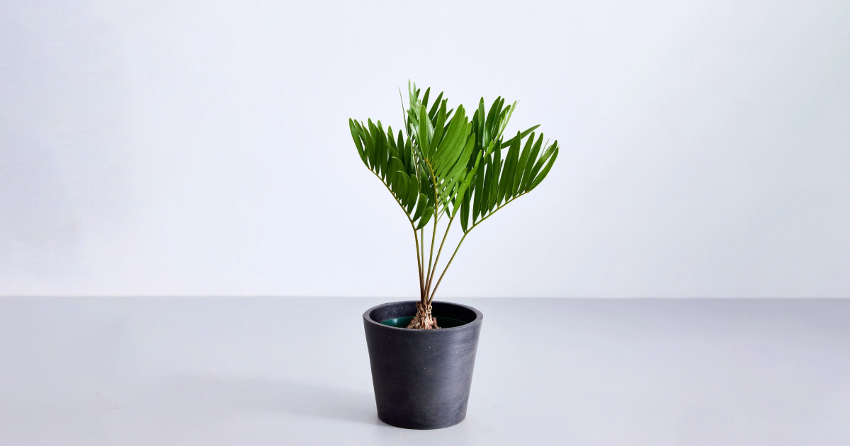 ザミア・プミラ | 観葉植物の通販 AND PLANTS (アンドプランツ) ザミア・プミラ | 観葉植物の通販 AND PLANTS (アンドプランツ)