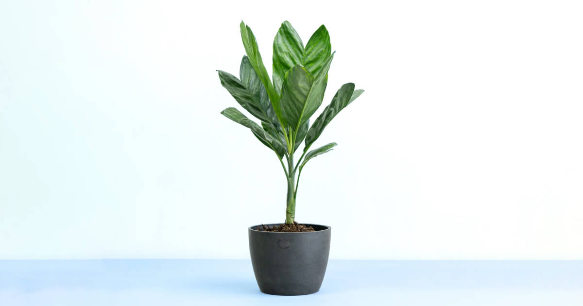 チャメドレア・メタリカ | 観葉植物の通販 AND PLANTS (アンドプランツ)
