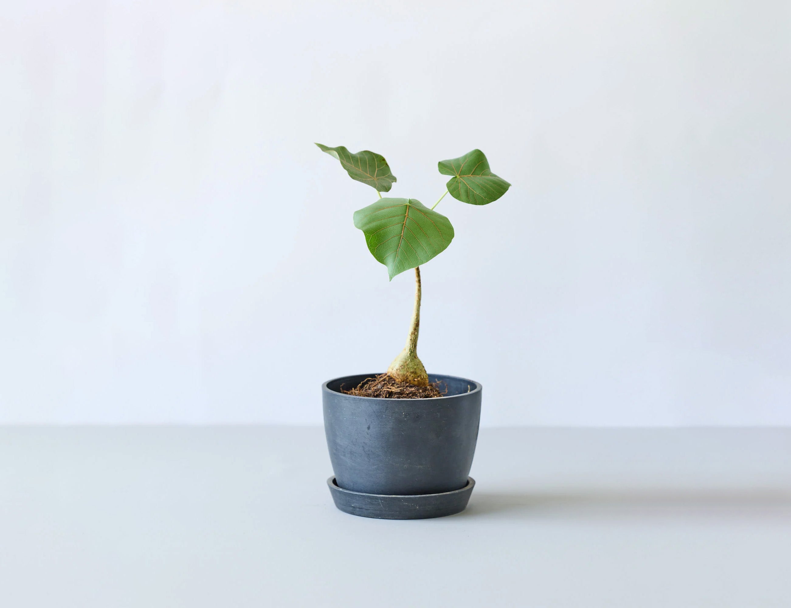 フィカス　クリシュナ　5号鉢 フィカス 5号 | 観葉植物の通販 AND PLANTS (アンドプランツ)