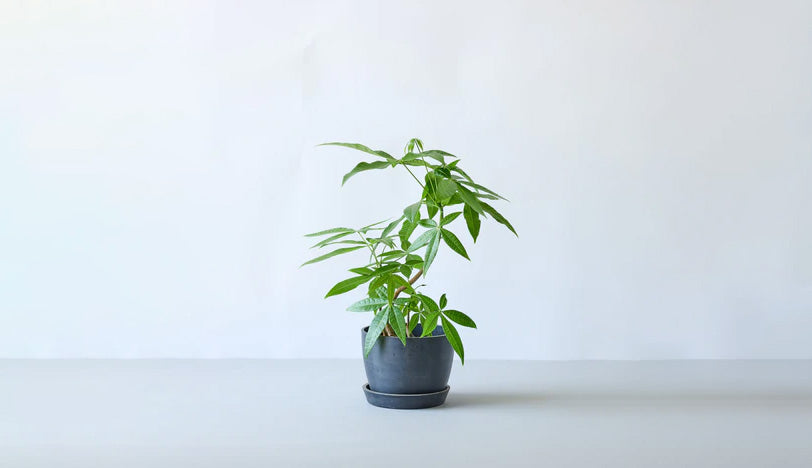 パキラ 5号 | 観葉植物の通販 AND PLANTS (アンドプランツ)