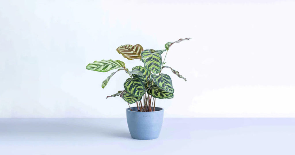 カラテア・マコヤナ 5号