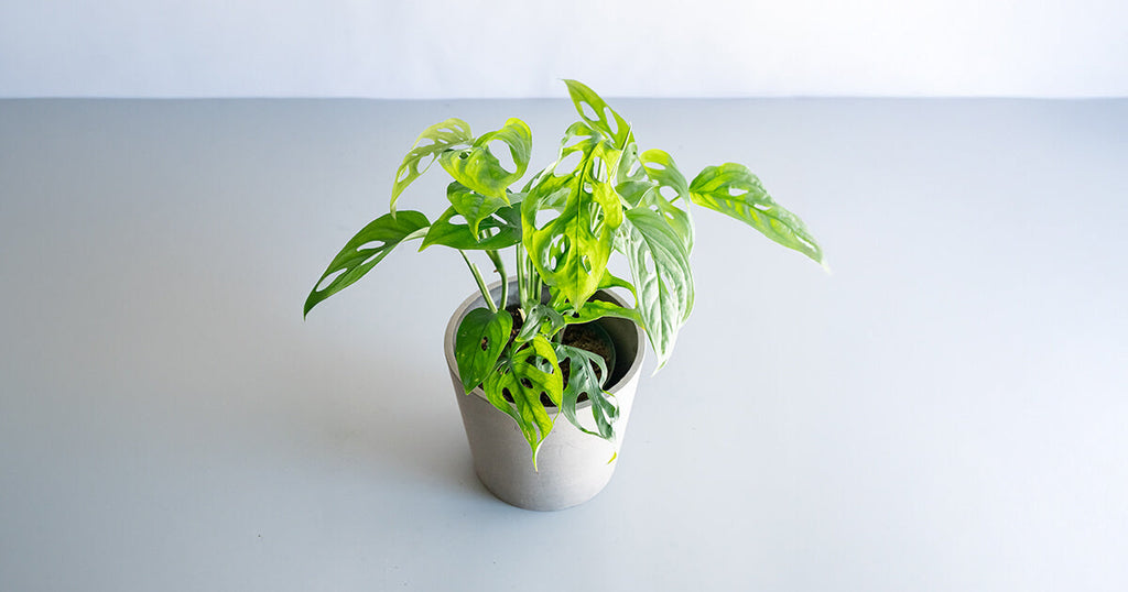 モンステラ・エスケレート