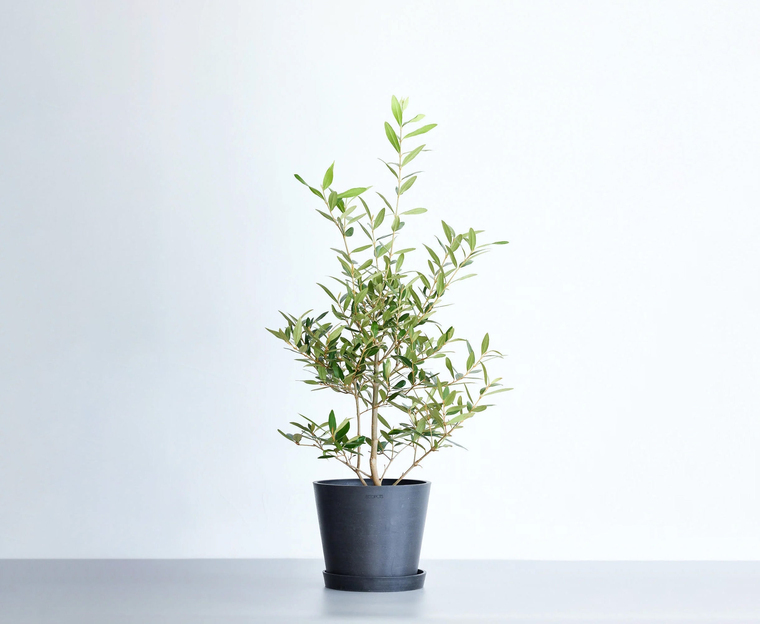 オリーブ・ひなかぜ 6号 | 観葉植物の通販 AND PLANTS (アンドプランツ)