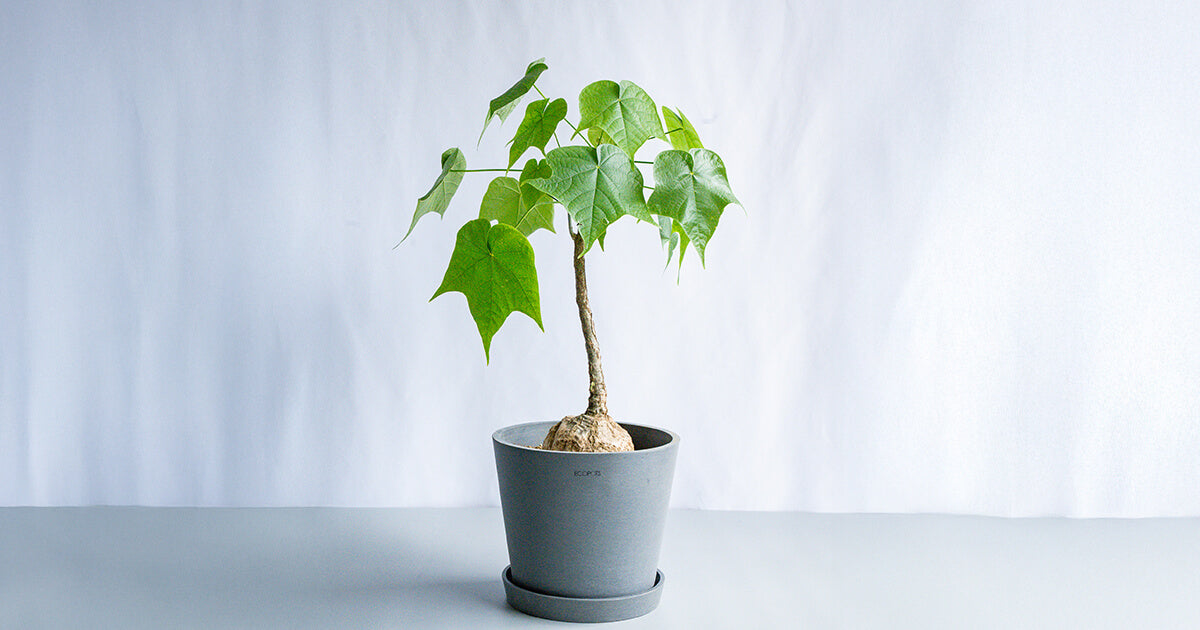 フィルミアナ・コロラータ | 観葉植物の通販 AND PLANTS (アンドプランツ)