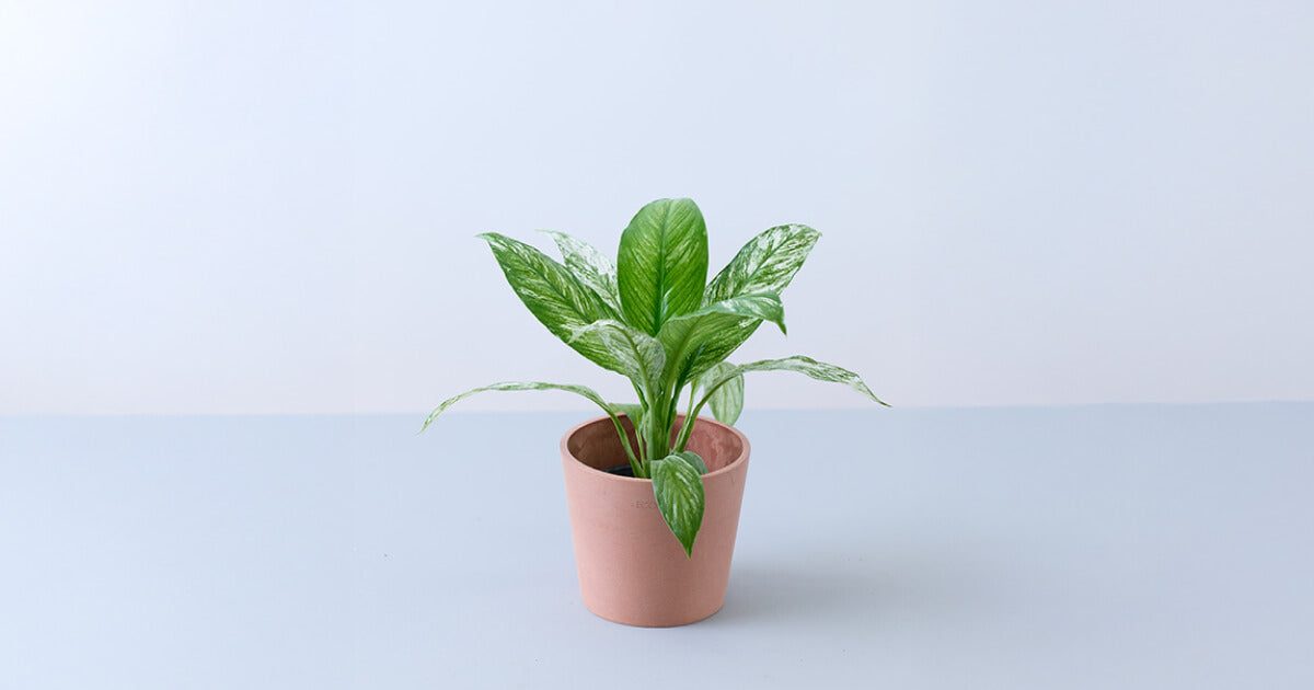 スパティフィラム・センセーション | 観葉植物の通販 AND PLANTS