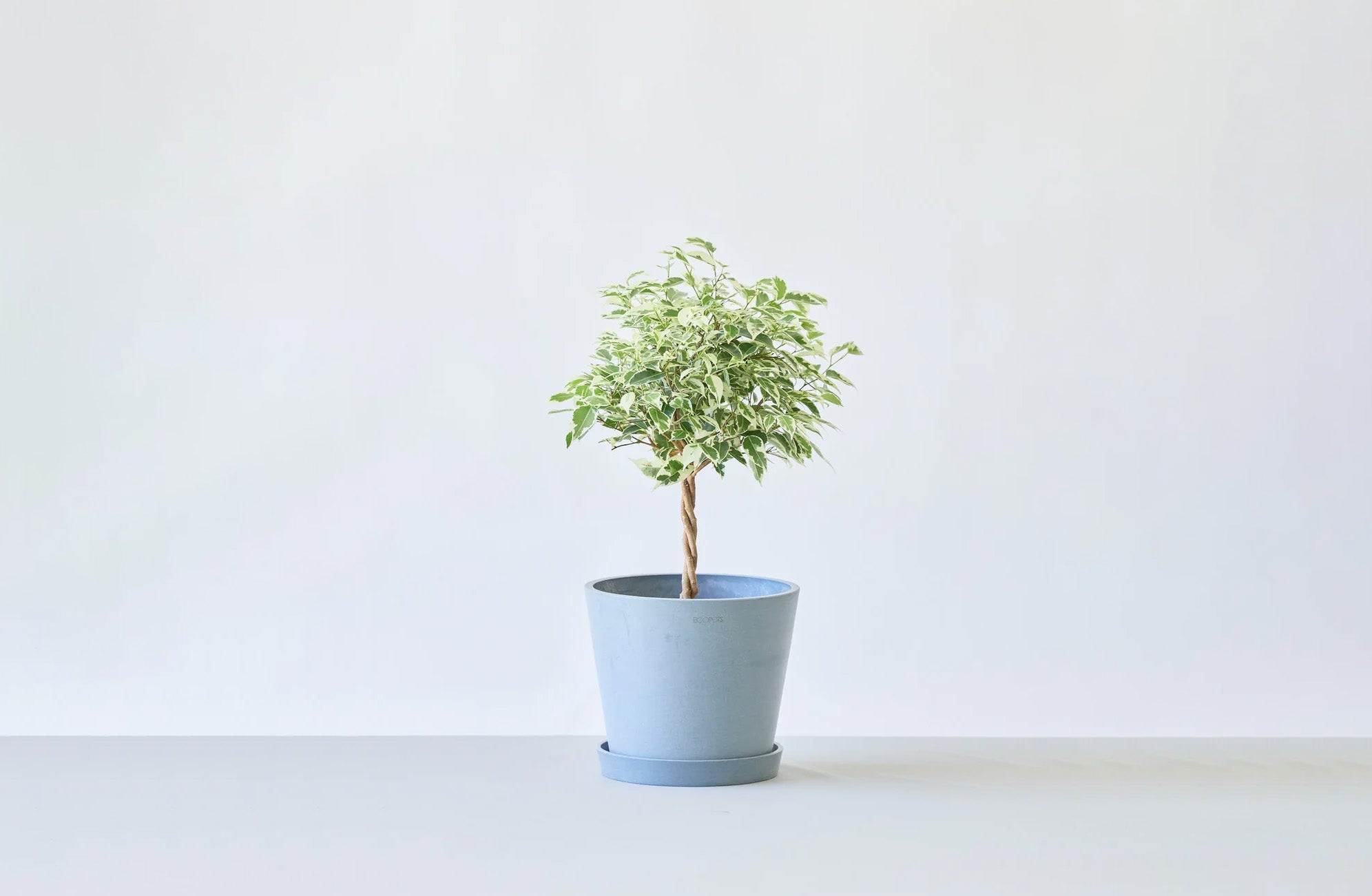 フィカス・ベンジャミン・スターライト 6号 | 観葉植物の通販 AND