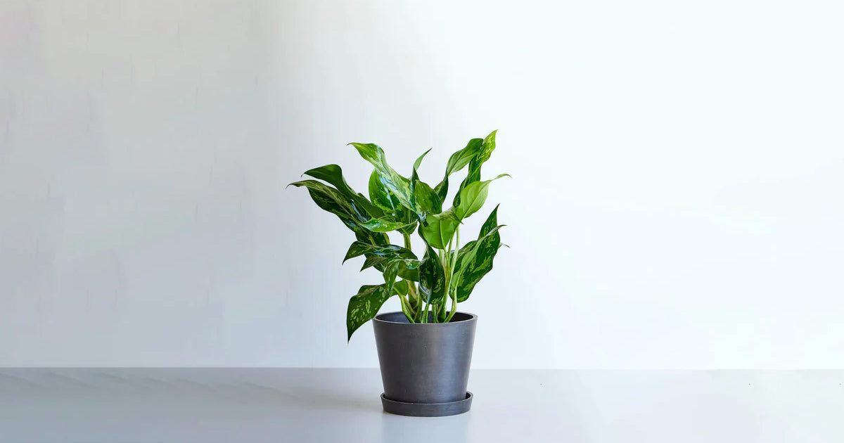 アグラオネマ 6号 | 観葉植物の通販 AND PLANTS (アンドプランツ)