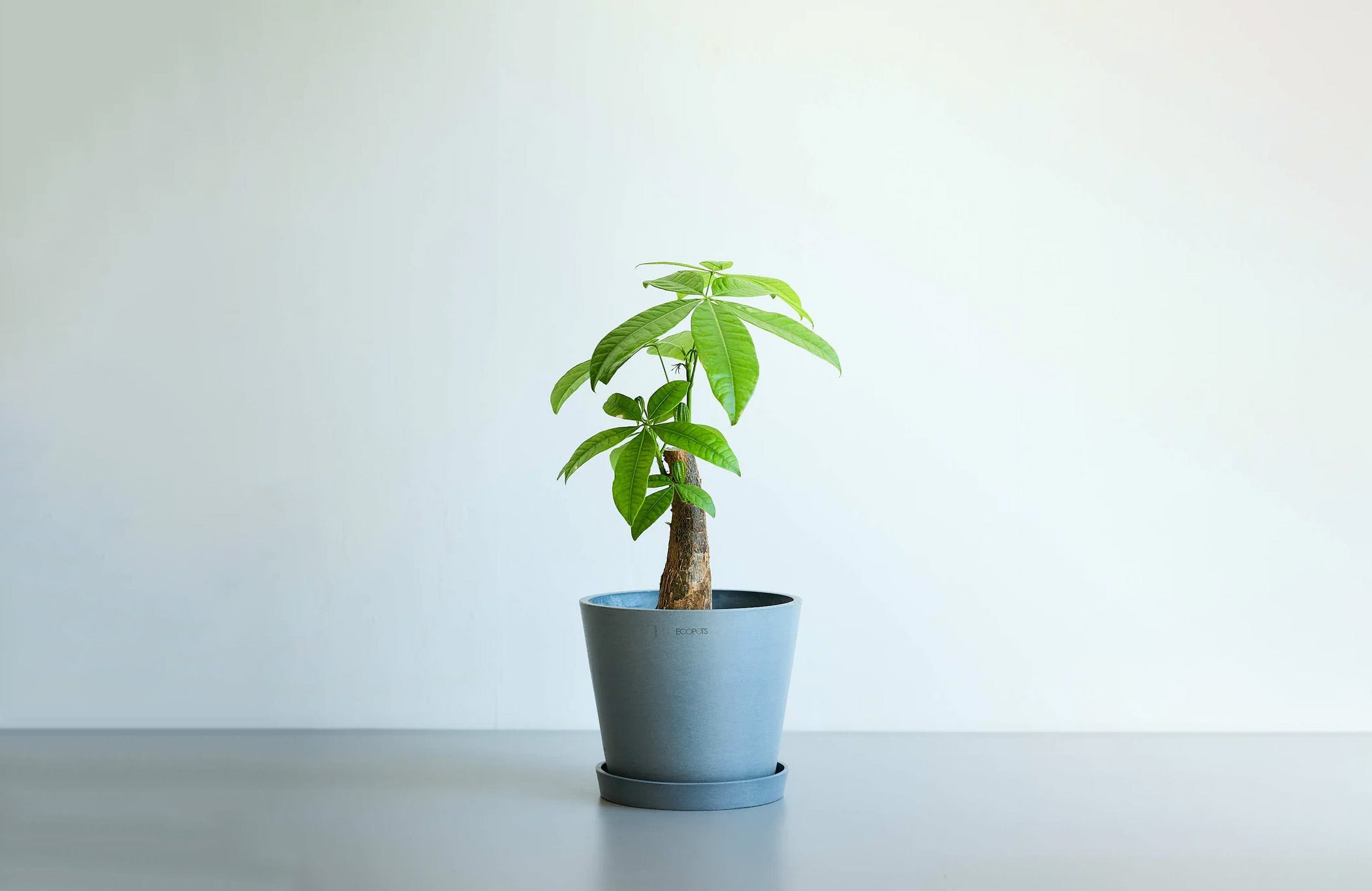 パキラ 6号 | 観葉植物の通販 AND PLANTS (アンドプランツ)