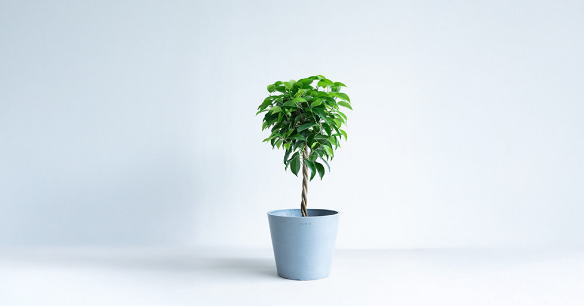 フィカス・ベンジャミン 6号 | 観葉植物の通販 AND PLANTS (アンド