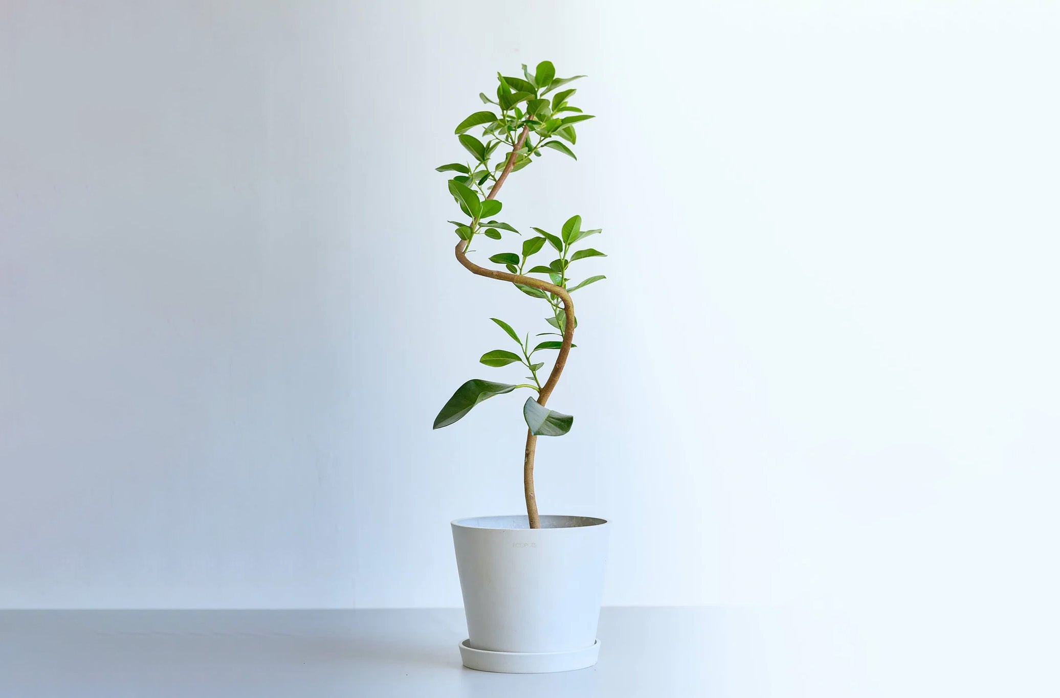 フランスゴムの木 6号 | 観葉植物の通販 AND PLANTS (アンドプランツ)
