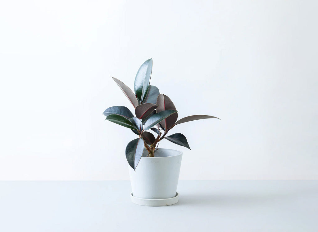 フィカス・バーガンディ 6号