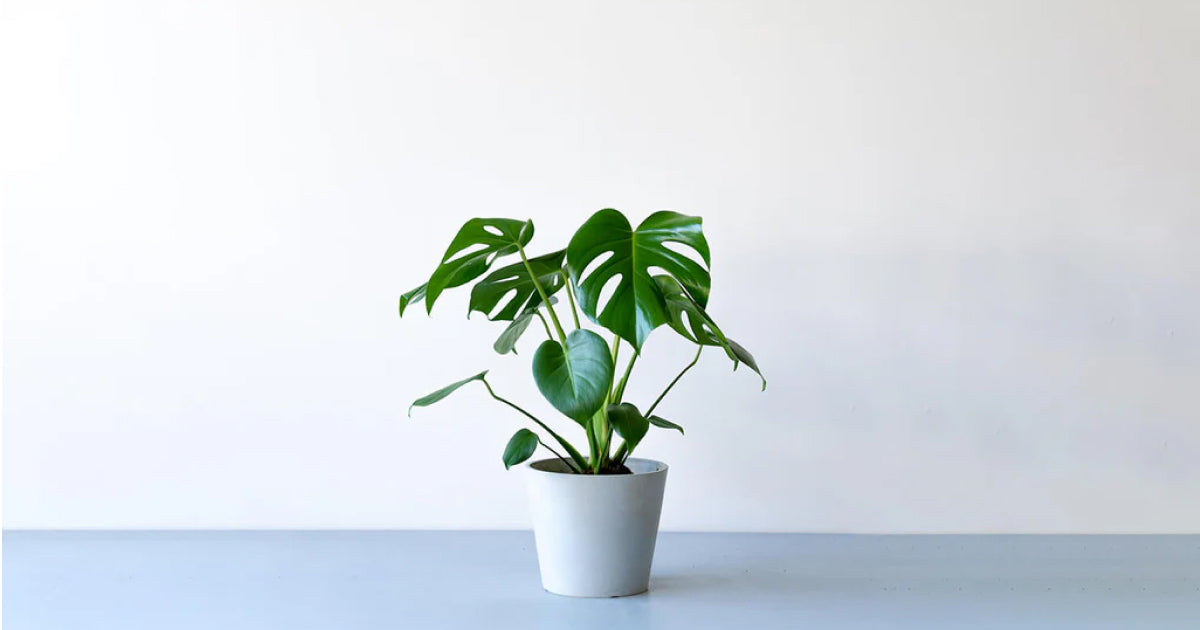 モンステラ・デリシオーサ 6号 | 観葉植物の通販 AND PLANTS (アンド