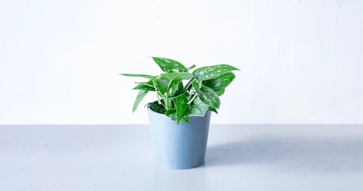 はす様　スキンダプサス　パドジャジャラン　宅急便コンパクト スキンダプサス | 観葉植物の通販 AND PLANTS (アンドプランツ)