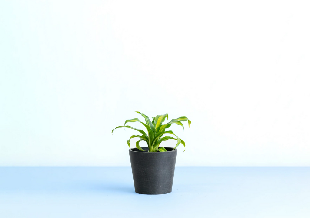 ドラセナ 3号 | 観葉植物の通販 AND PLANTS (アンドプランツ) ドラセナ 3号 | 観葉植物の通販 AND PLANTS (アンドプランツ)