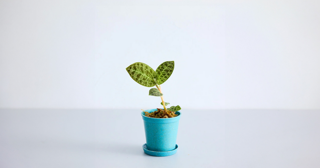 ジュエルオーキッド(マコデス・ペトラ) | 観葉植物の通販 AND PLANTS ジュエルオーキッド(マコデス・ペトラ) | 観葉植物の通販 AND PLANTS