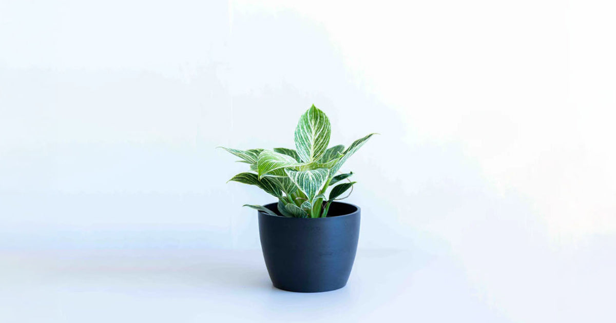 フィロデンドロン 5号 | 観葉植物の通販 AND PLANTS (アンドプランツ)