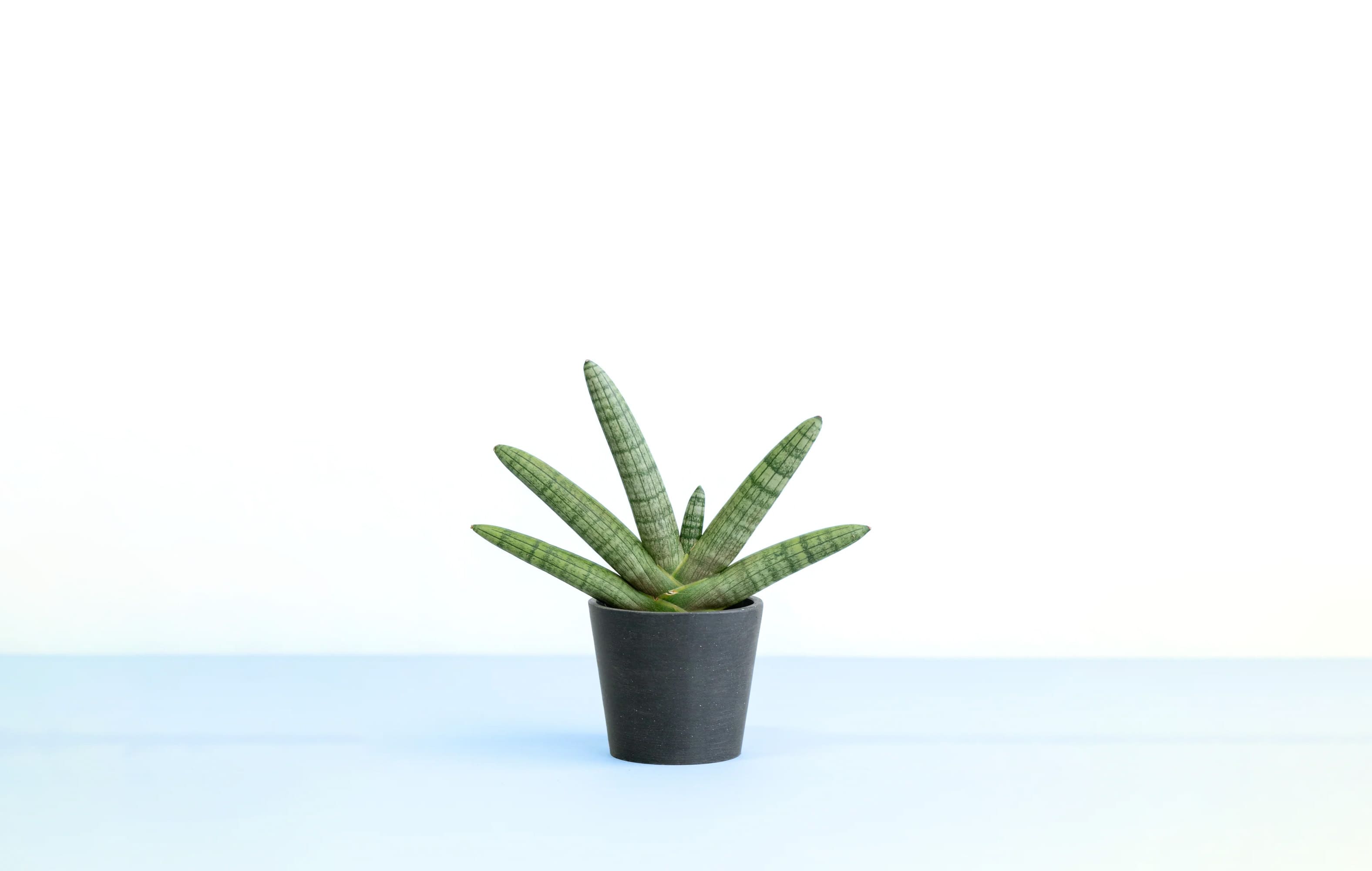 サンスベリア 3号 | 観葉植物の通販 AND PLANTS (アンドプランツ)