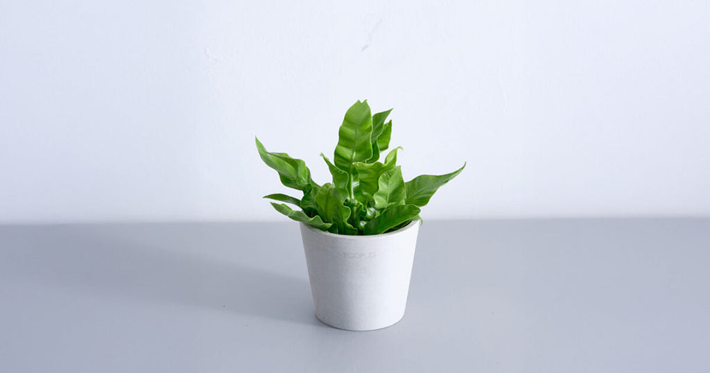 アスプレニウム