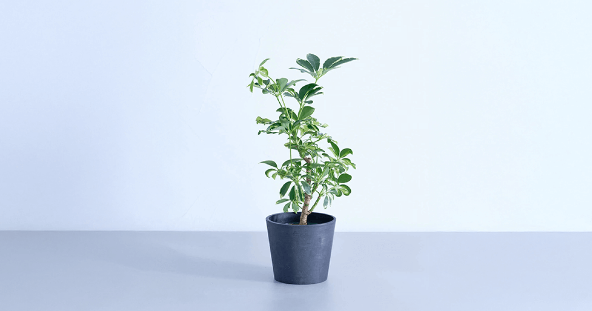 シェフレラ・ソフィア | 観葉植物の通販 AND PLANTS (アンドプランツ) シェフレラ・ソフィア | 観葉植物の通販 AND PLANTS (アンドプランツ)